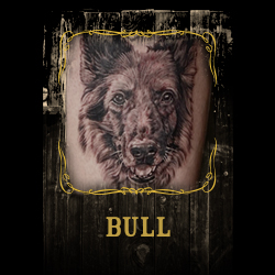 Bull